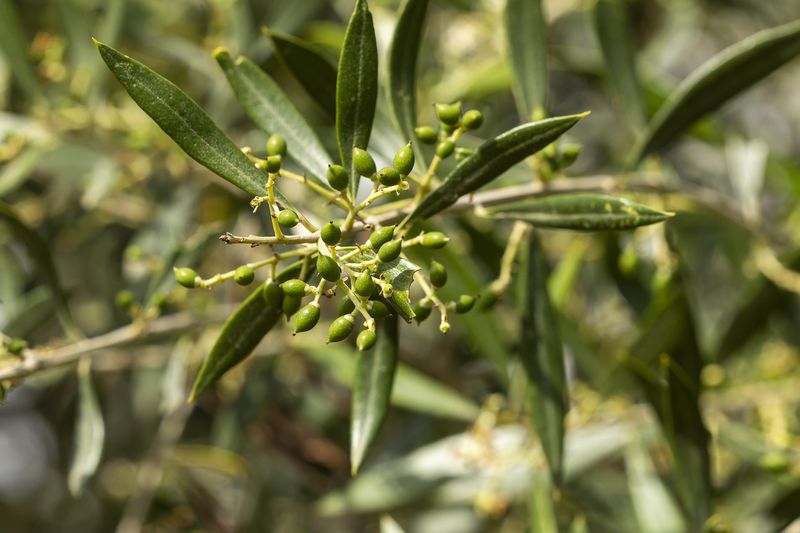 Finca Sa Cadernera, productor de aceite de oliva virgen extra DOP Oli de Mallorca