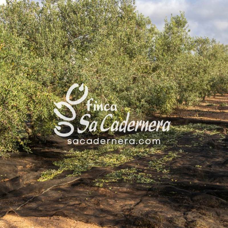 crisis extraordinaria de la produccion de aceite de oliva-2 crisis extraordinaria de la produccion de aceite de oliva 2024-2025