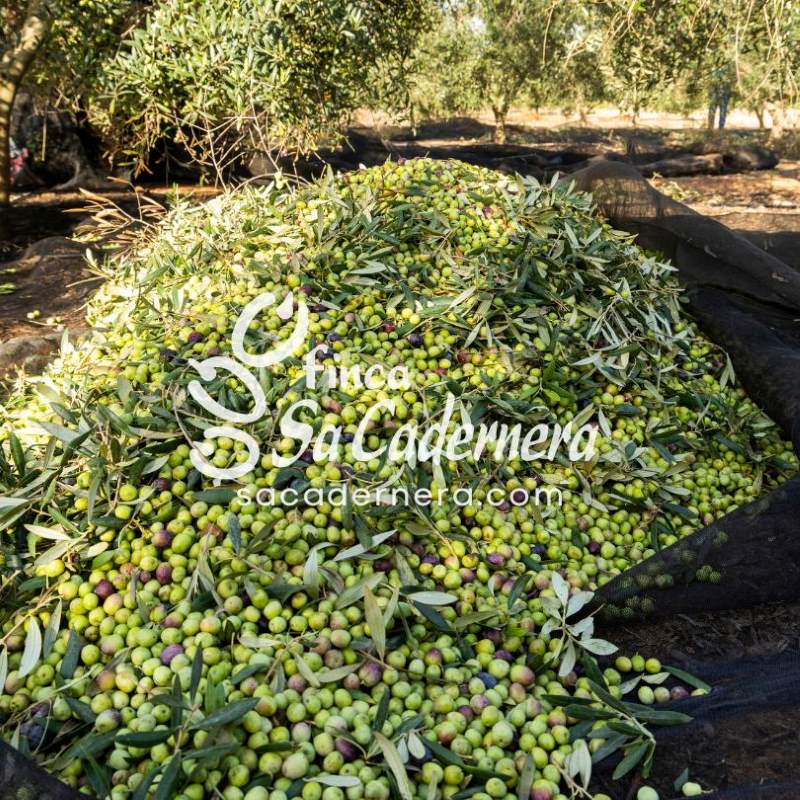 crisis extraordinaria de la produccion de aceite de oliva 2024-2025